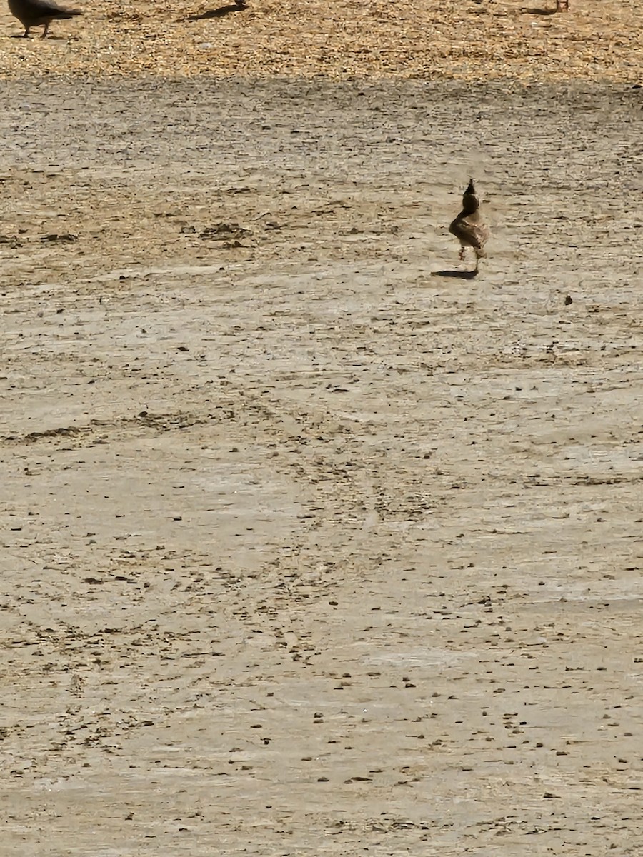 Cochevis huppé - ML641306521