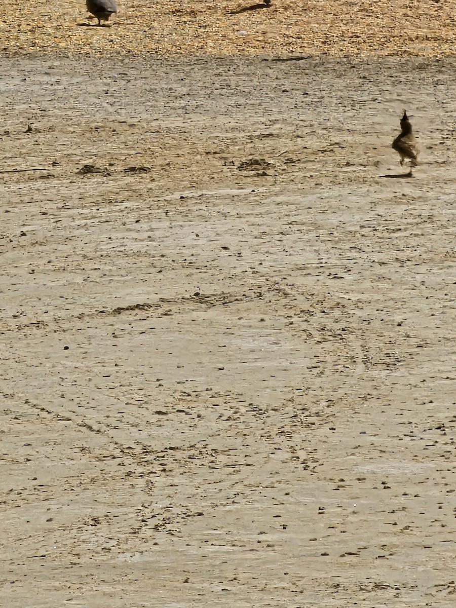 Cochevis huppé - ML641306522