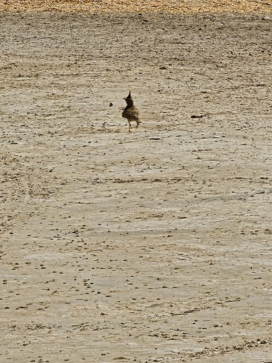Cochevis huppé - ML641306523