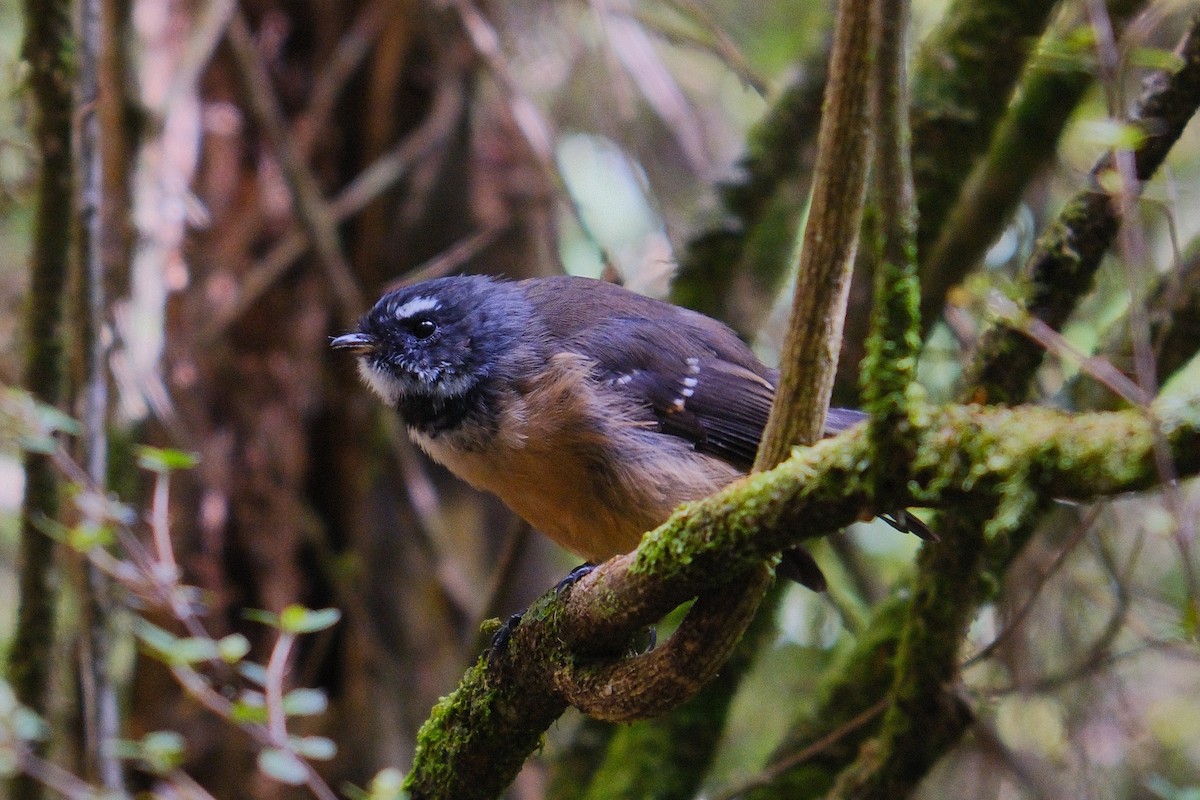 New Zealand Fantail - ML641306529