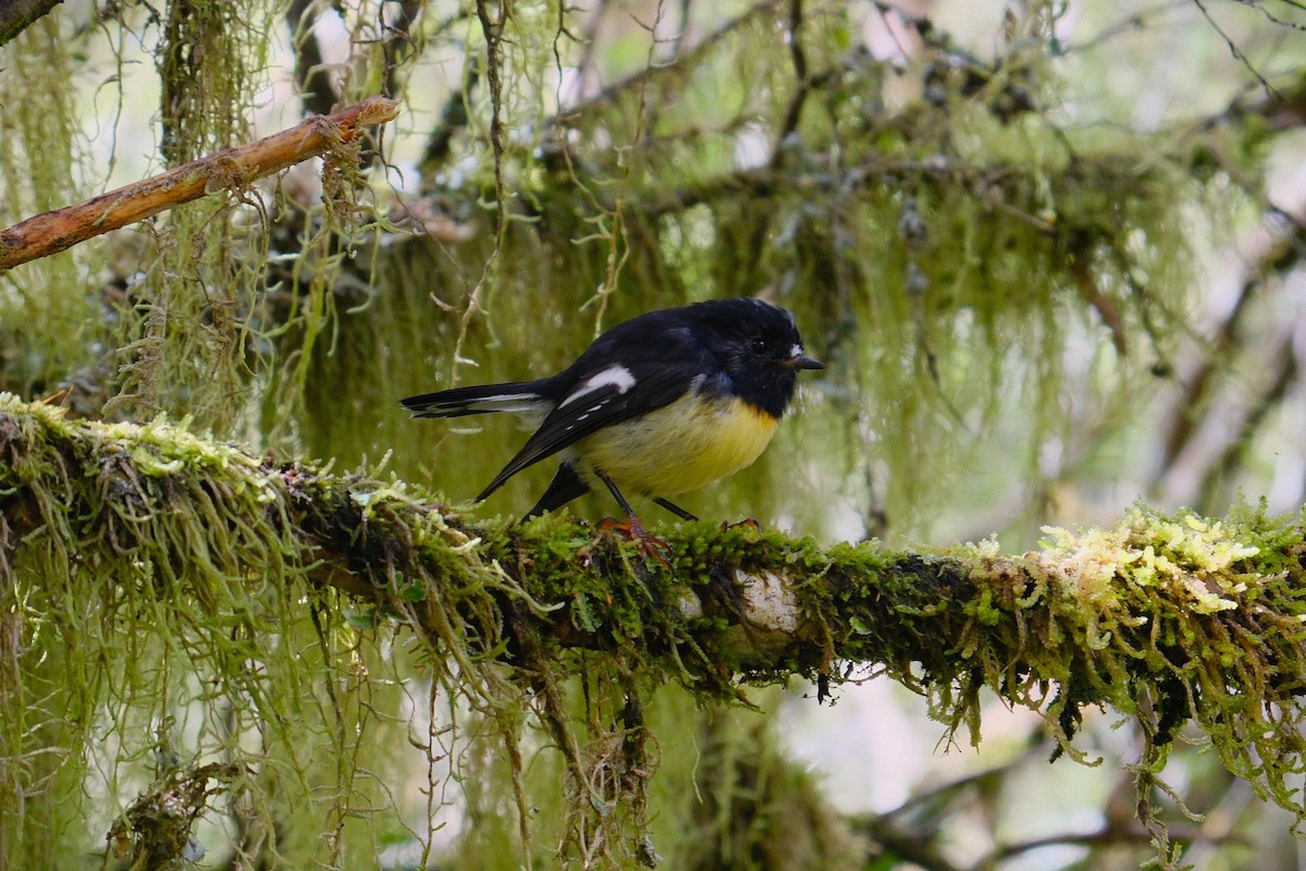 lejsčík novozélandský - ML641306536