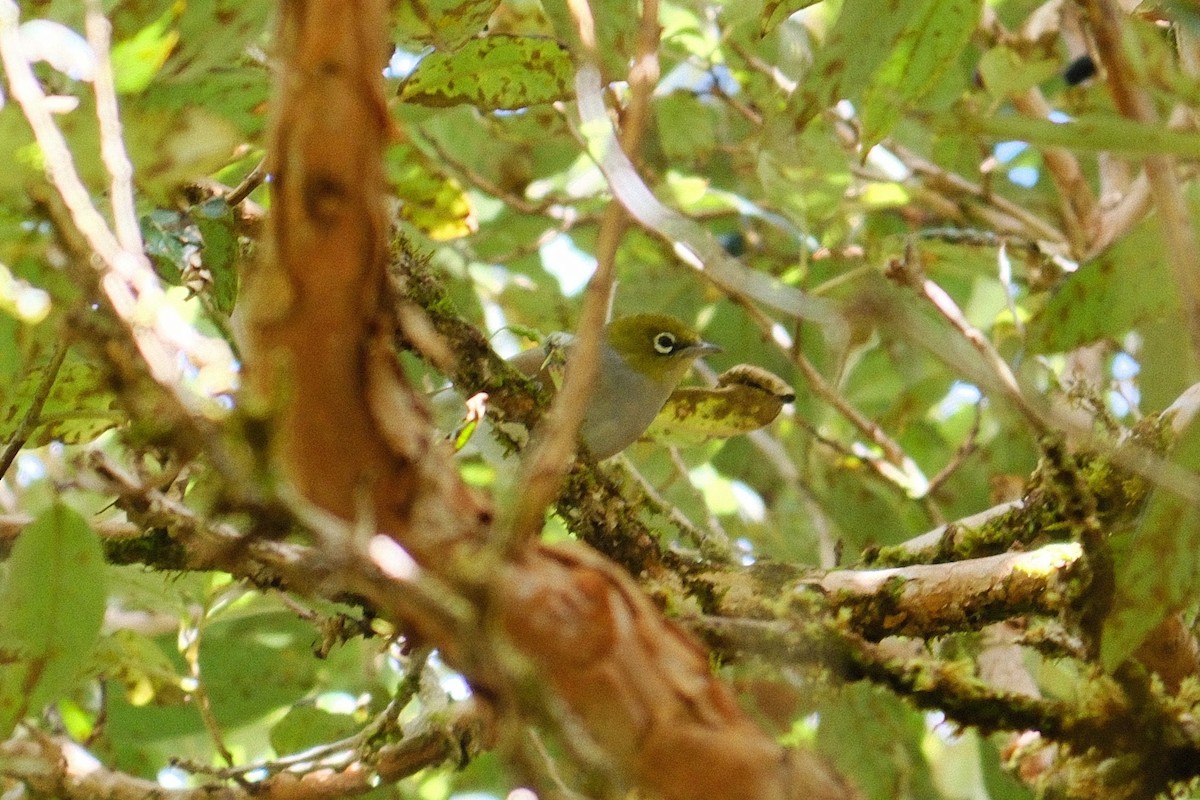 Silvereye - ML641306547