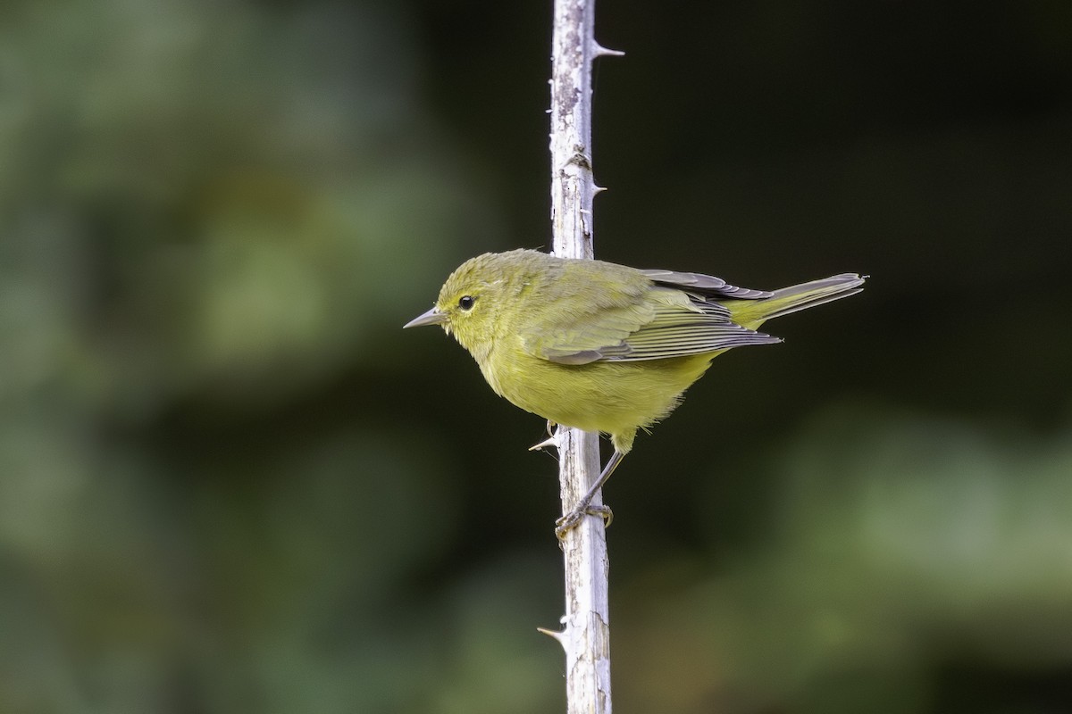 Orange-crowned Warbler - ML641306551