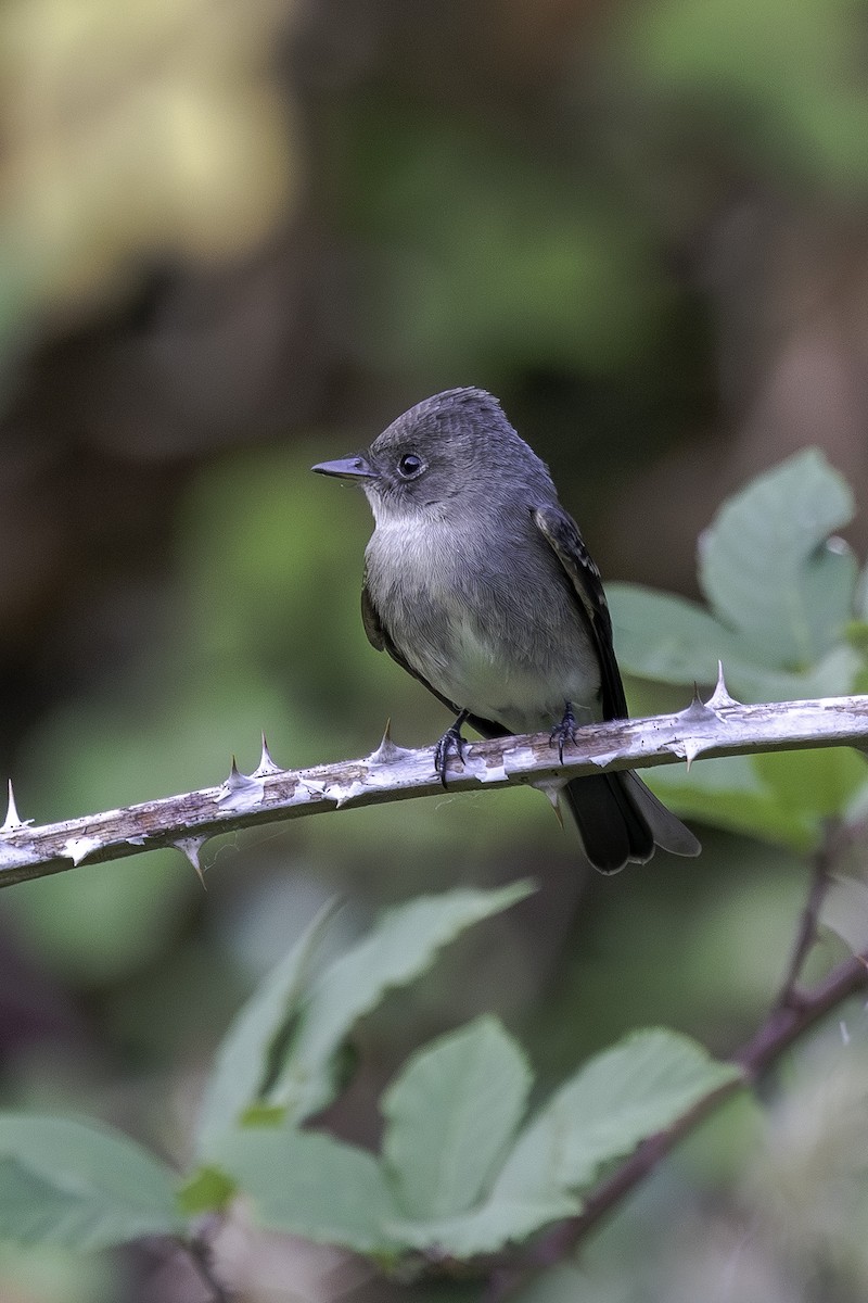 Western Wood-Pewee - ML641306561