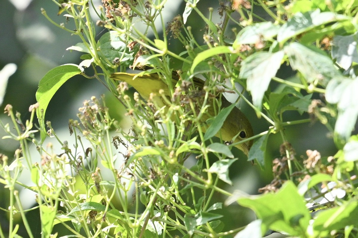 Yellow Warbler - ML641306567