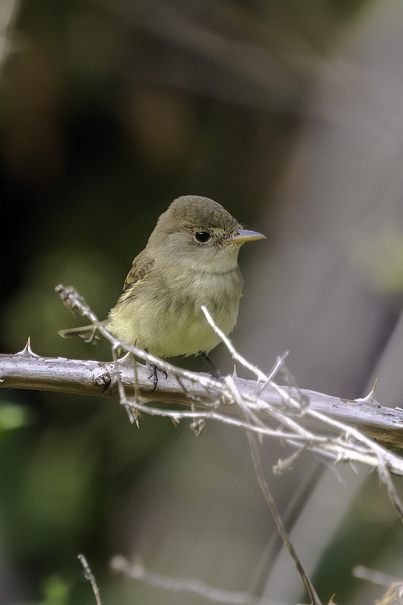 Willow Flycatcher - ML641306574