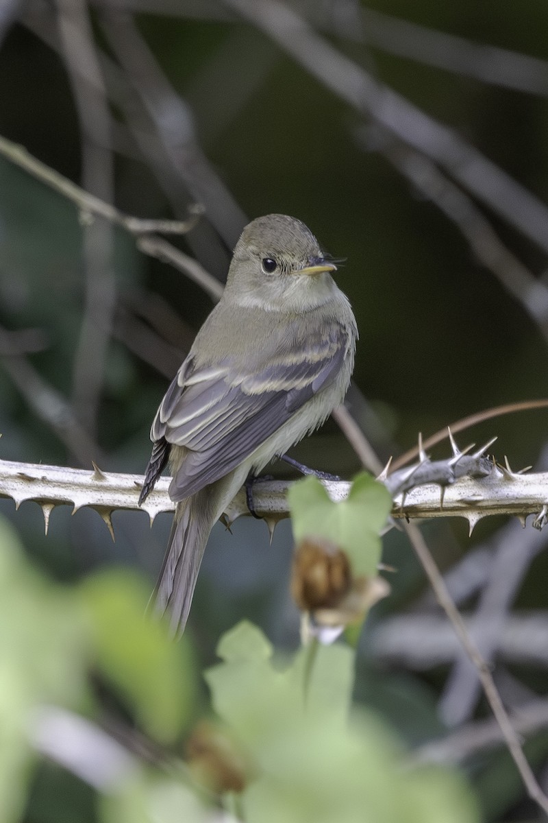 Willow Flycatcher - ML641306575