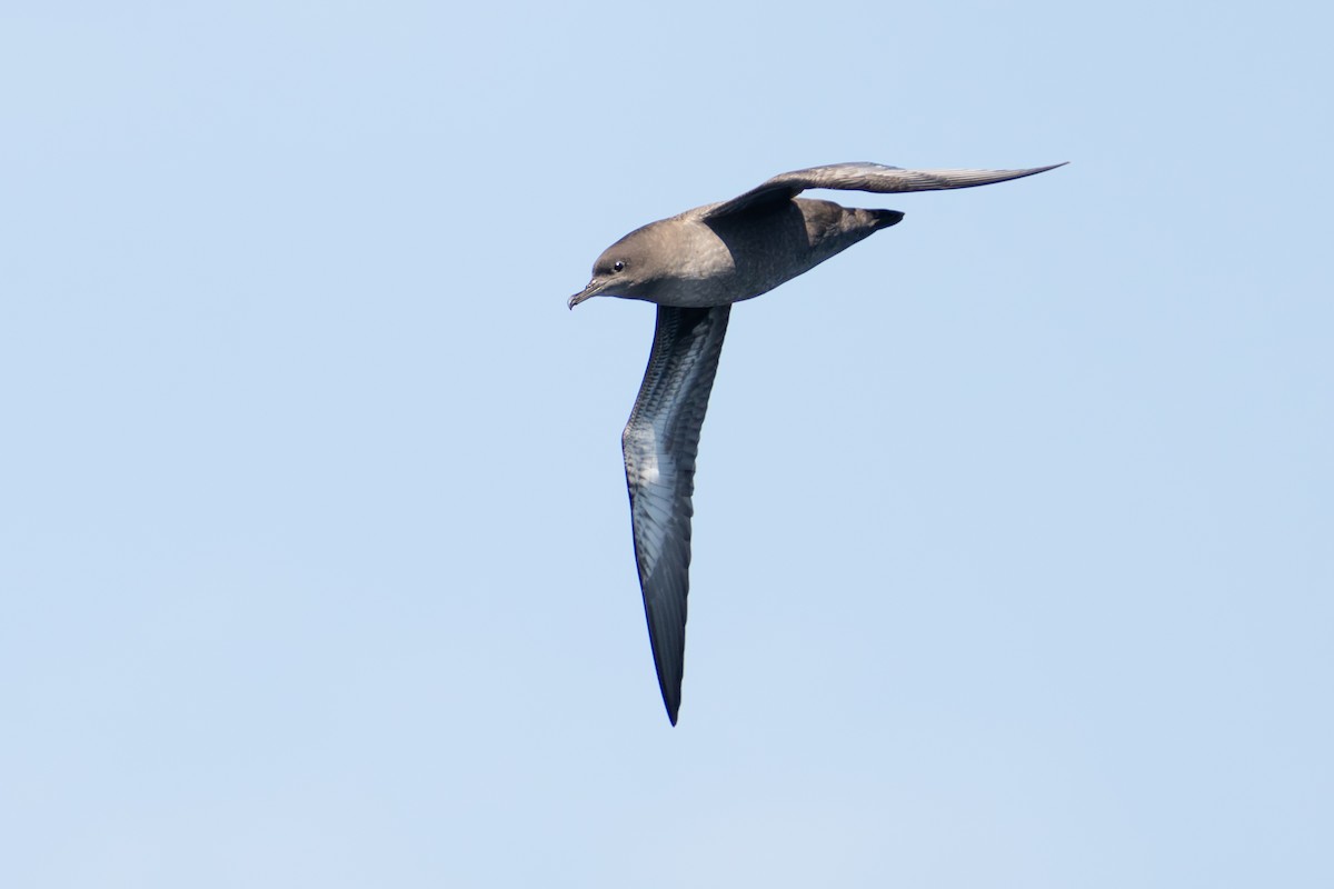 Sooty Shearwater - ML641306593