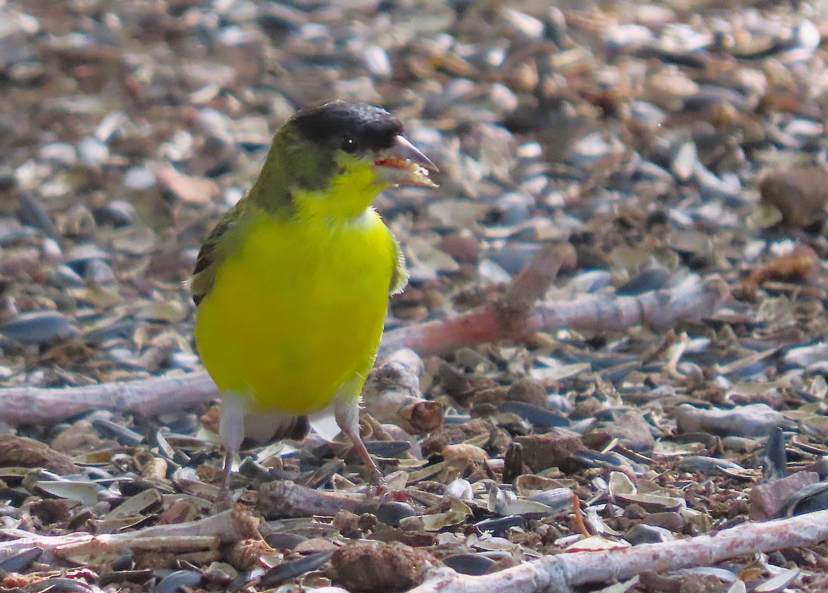 Lesser Goldfinch - ML641306612