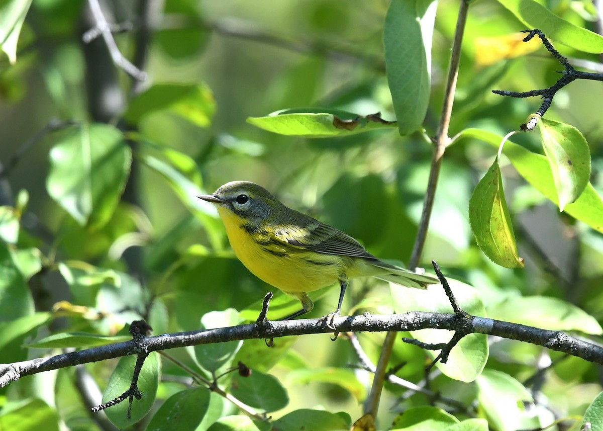buskparula - ML641306622