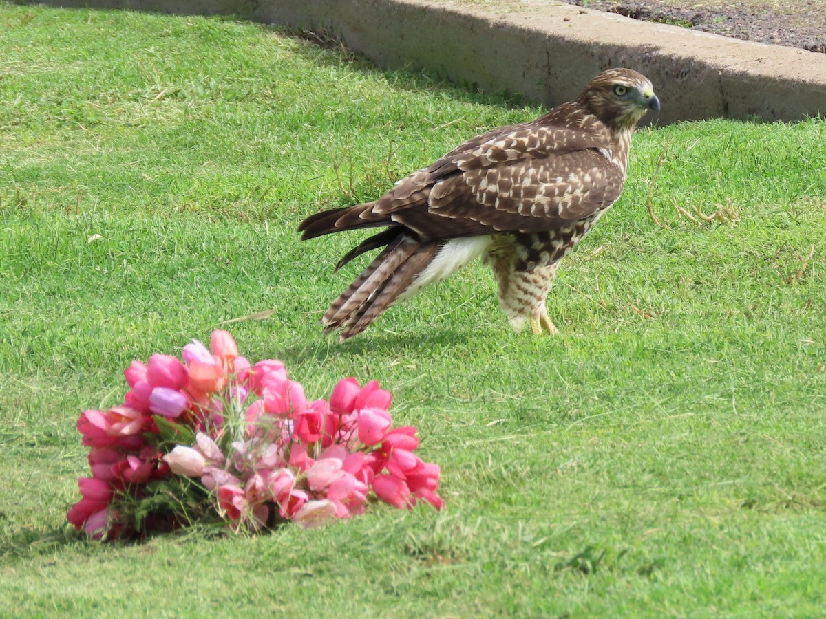 Канюк неоарктичний - ML641306624