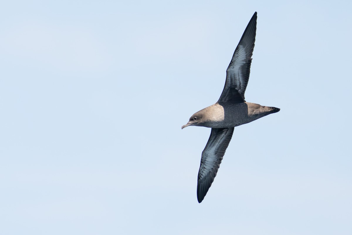 Sooty Shearwater - ML641306628