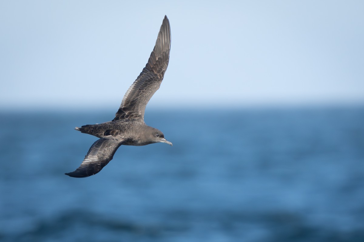 Sooty Shearwater - ML641306629