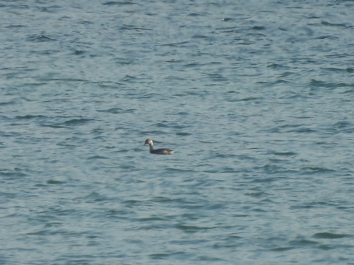 Horned Grebe - ML641306634