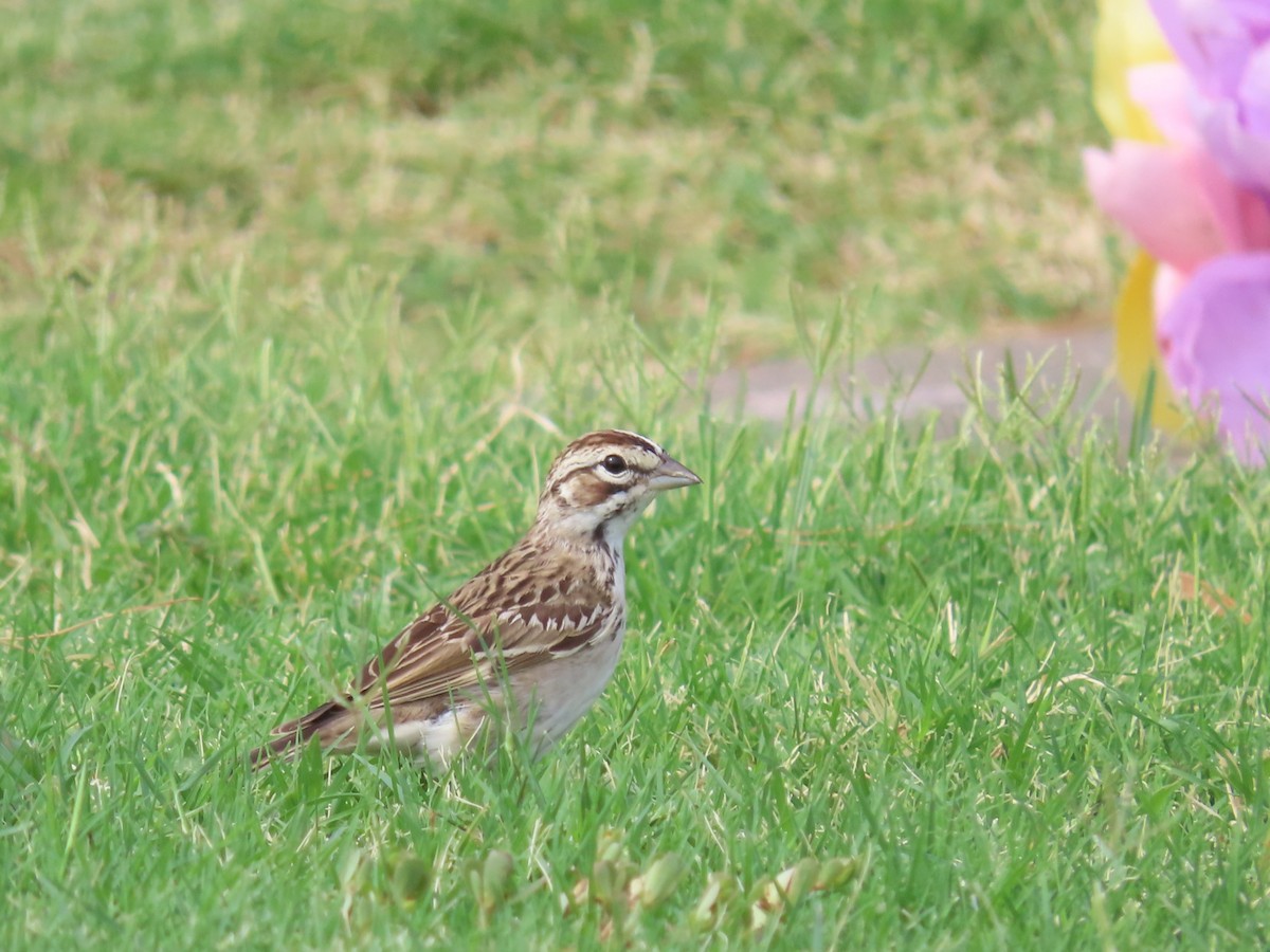 Потюк - ML641306639