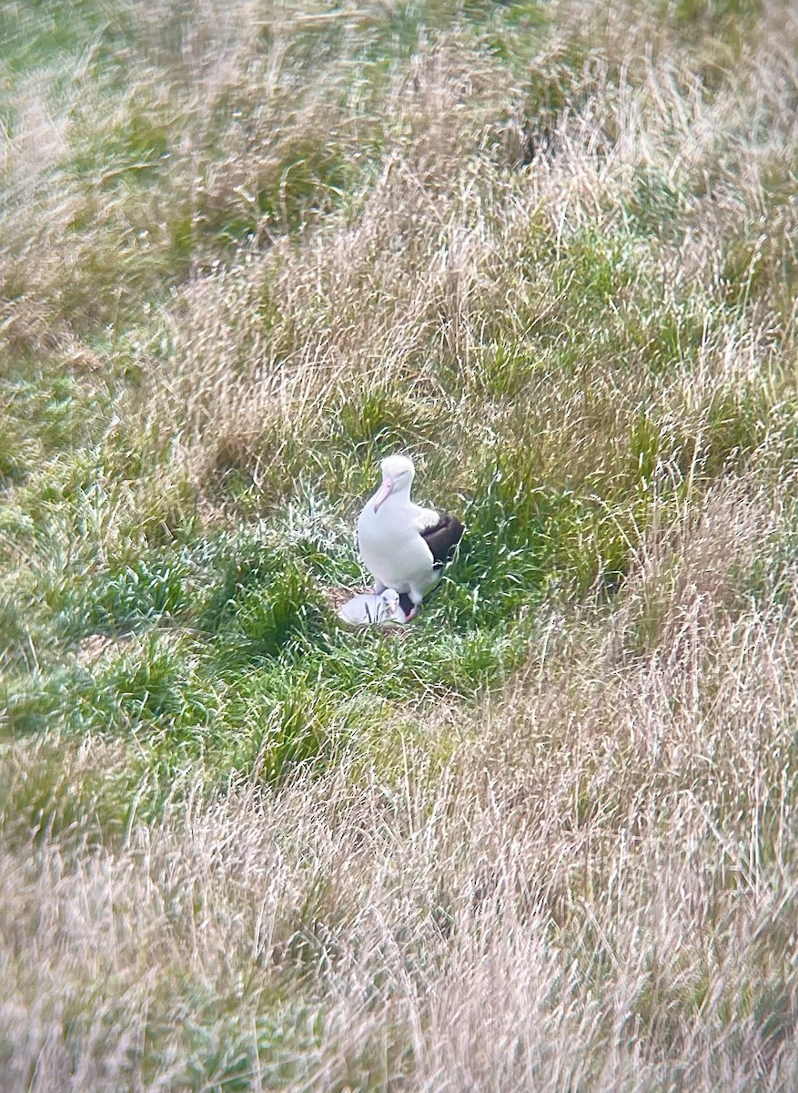 albatros Sanfordův - ML641306649