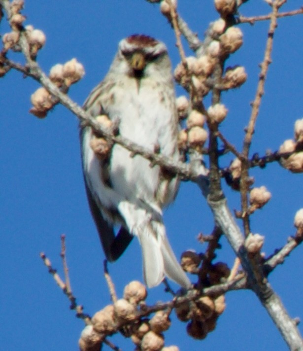 Redpoll (Hoary) - ML641306652