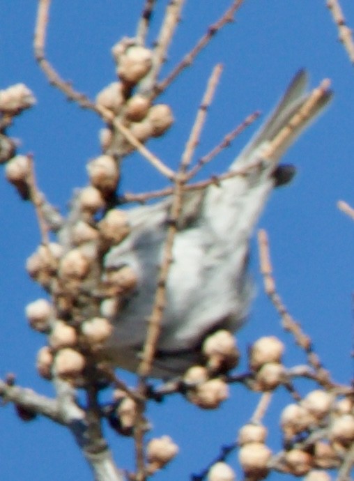 Redpoll (Hoary) - ML641306653