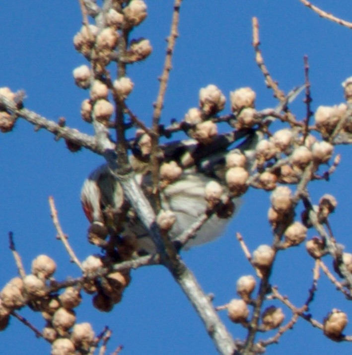 Redpoll (Hoary) - ML641306654