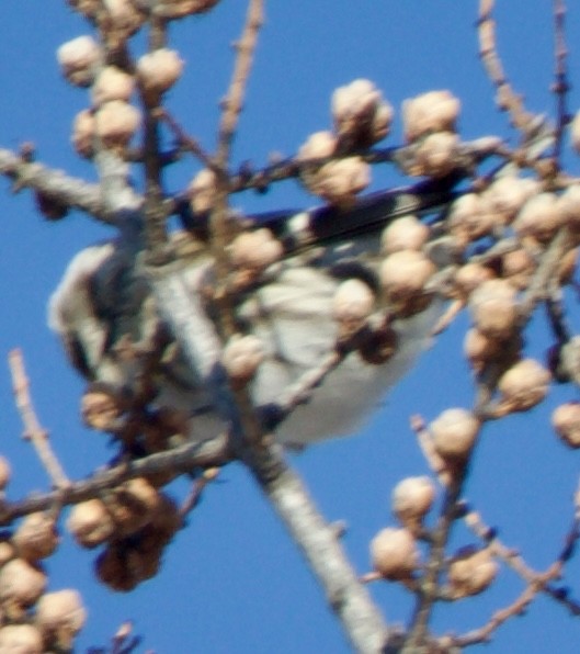 Redpoll (Hoary) - ML641306655