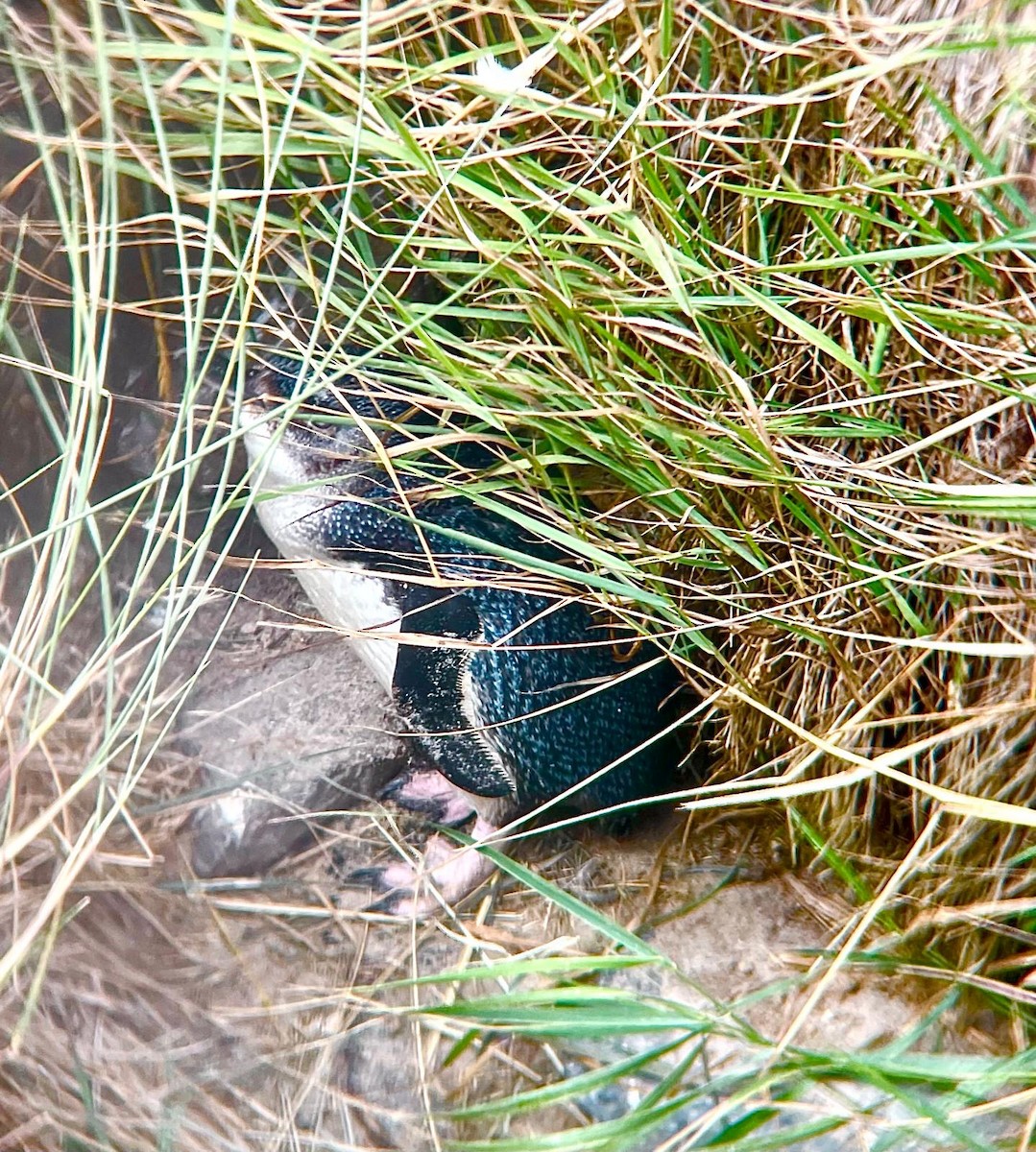コビトペンギン - ML641306659
