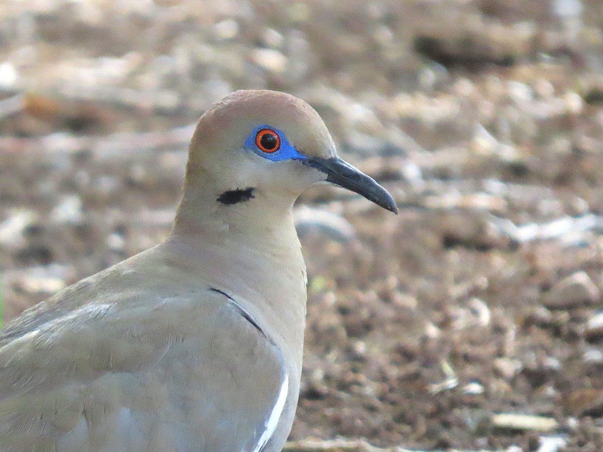 White-winged Dove - ML641306671