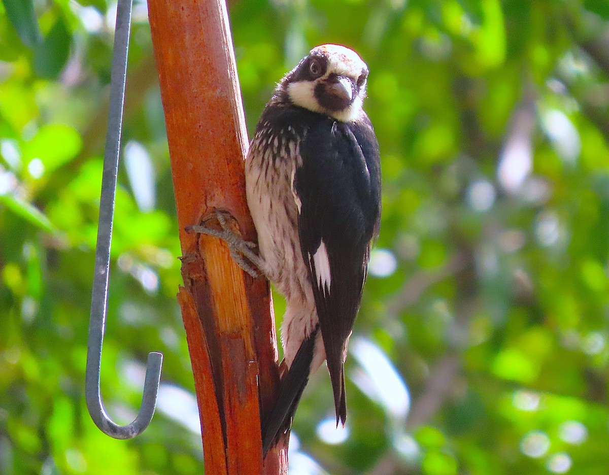 Acorn Woodpecker - ML641306699
