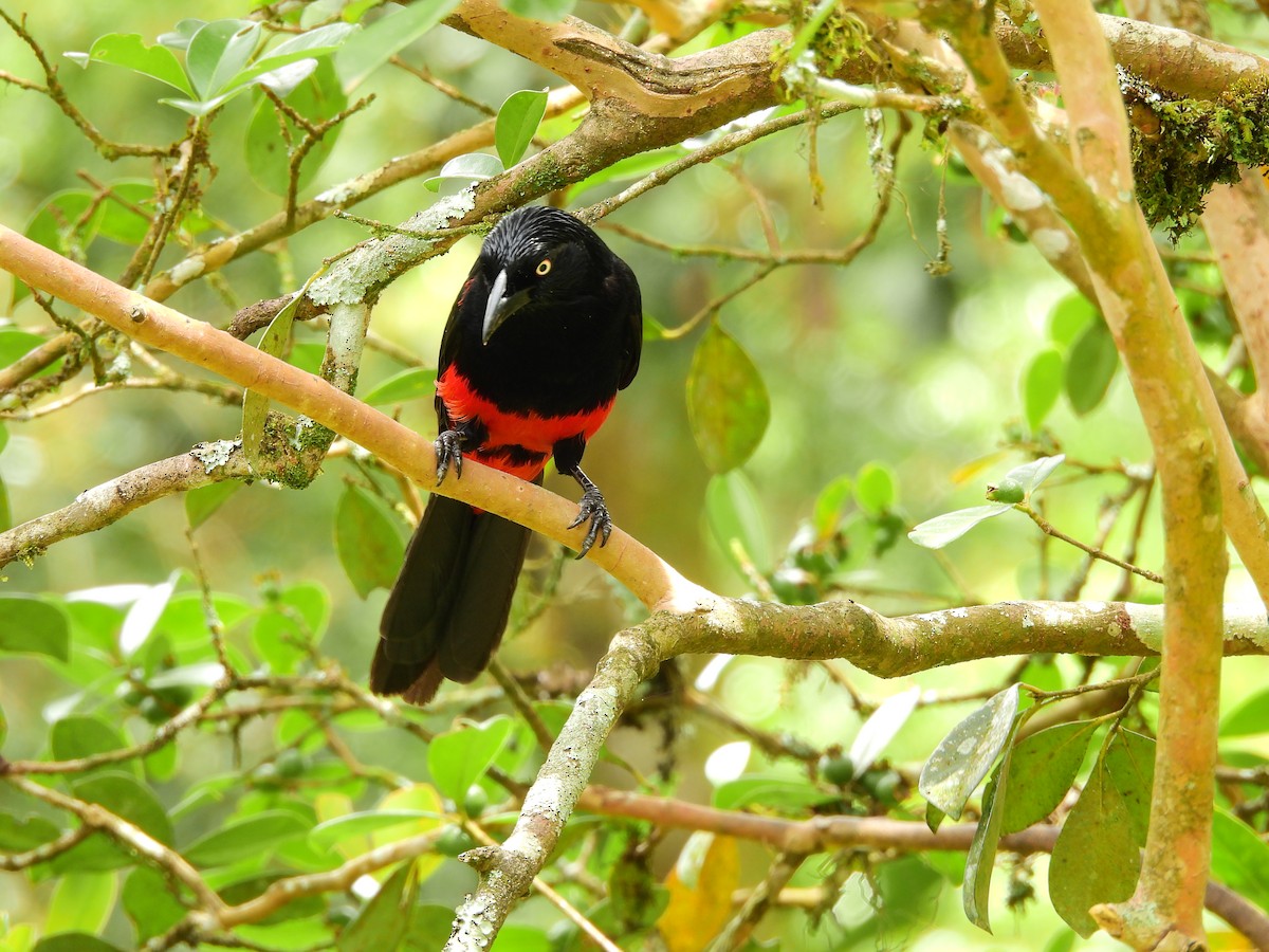 Red-bellied Grackle - ML641306713