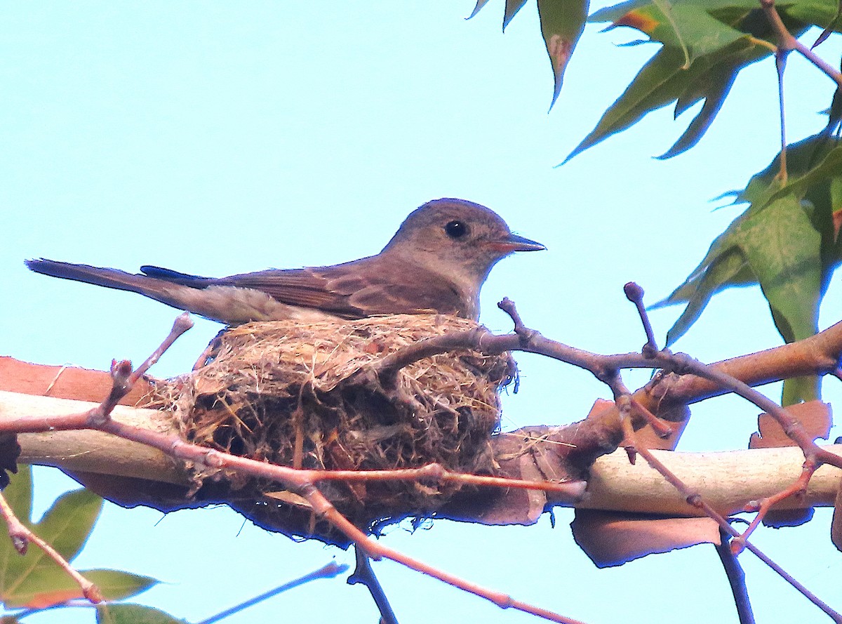 Western Wood-Pewee - ML641306715