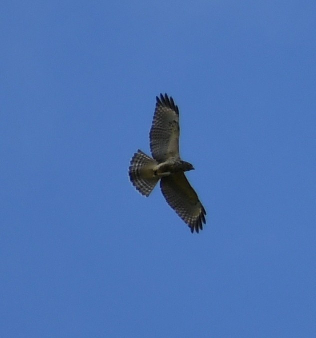Broad-winged Hawk - ML641306747