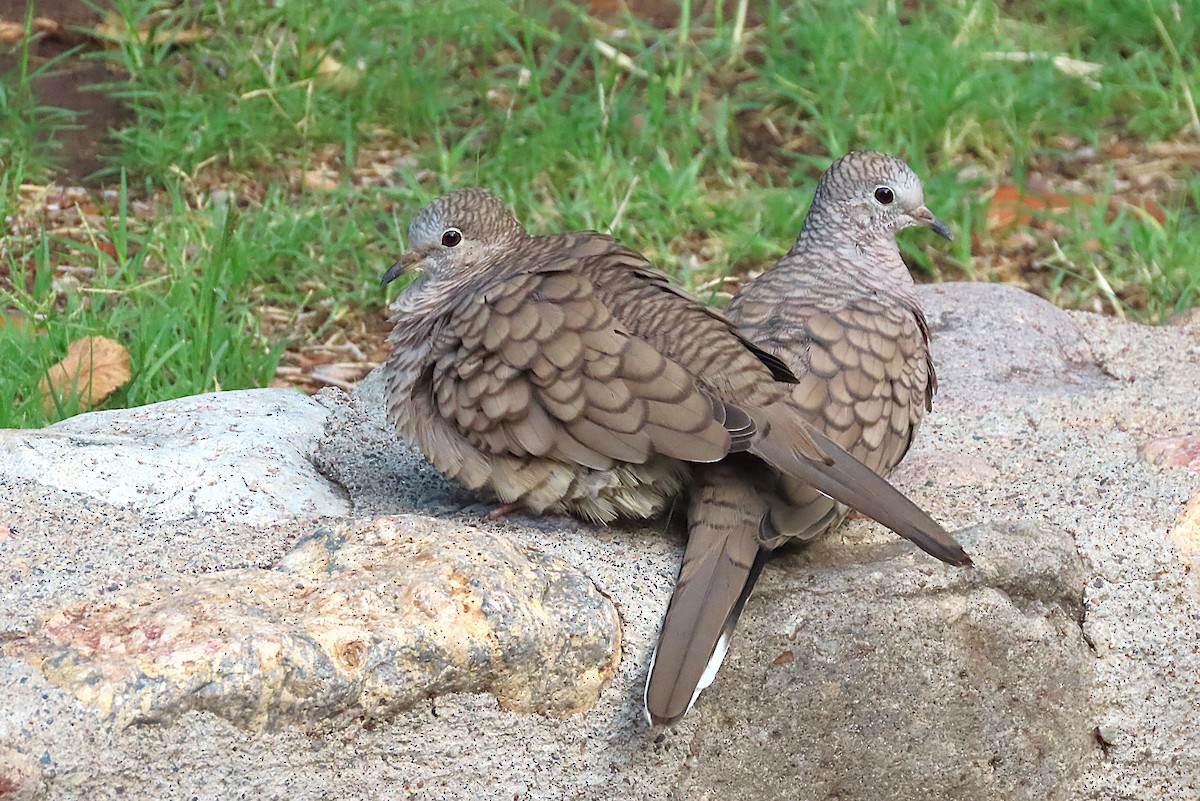 Inca Dove - ML641306751