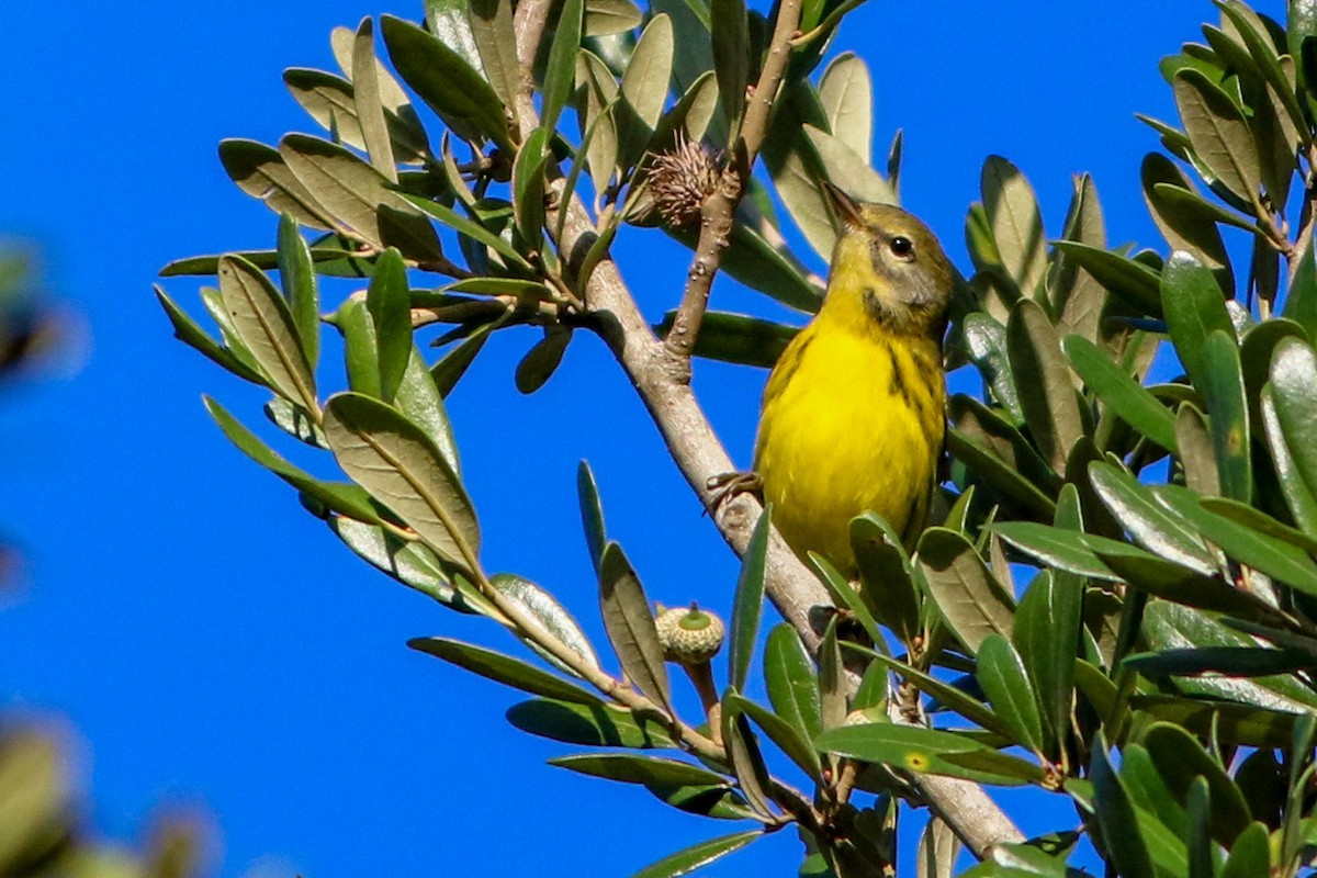 buskparula - ML641306753