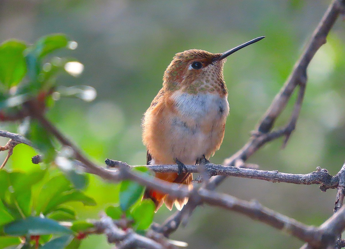 Rufous Hummingbird - ML641306762