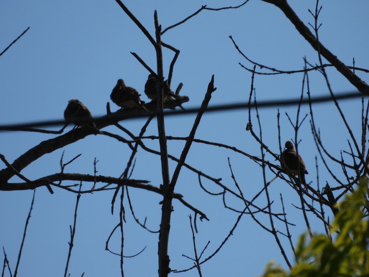 Mourning Dove - ML641306767