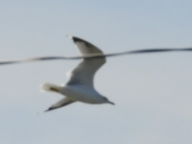Ring-billed Gull - ML641306769