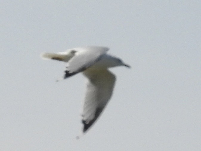 Ring-billed Gull - ML641306770
