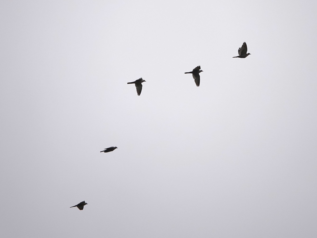 Band-tailed Pigeon - ML641306790