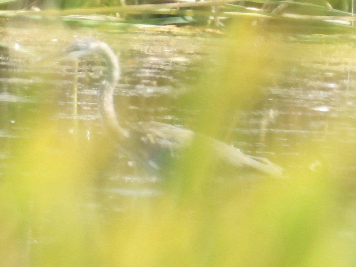Great Blue Heron - ML641306792