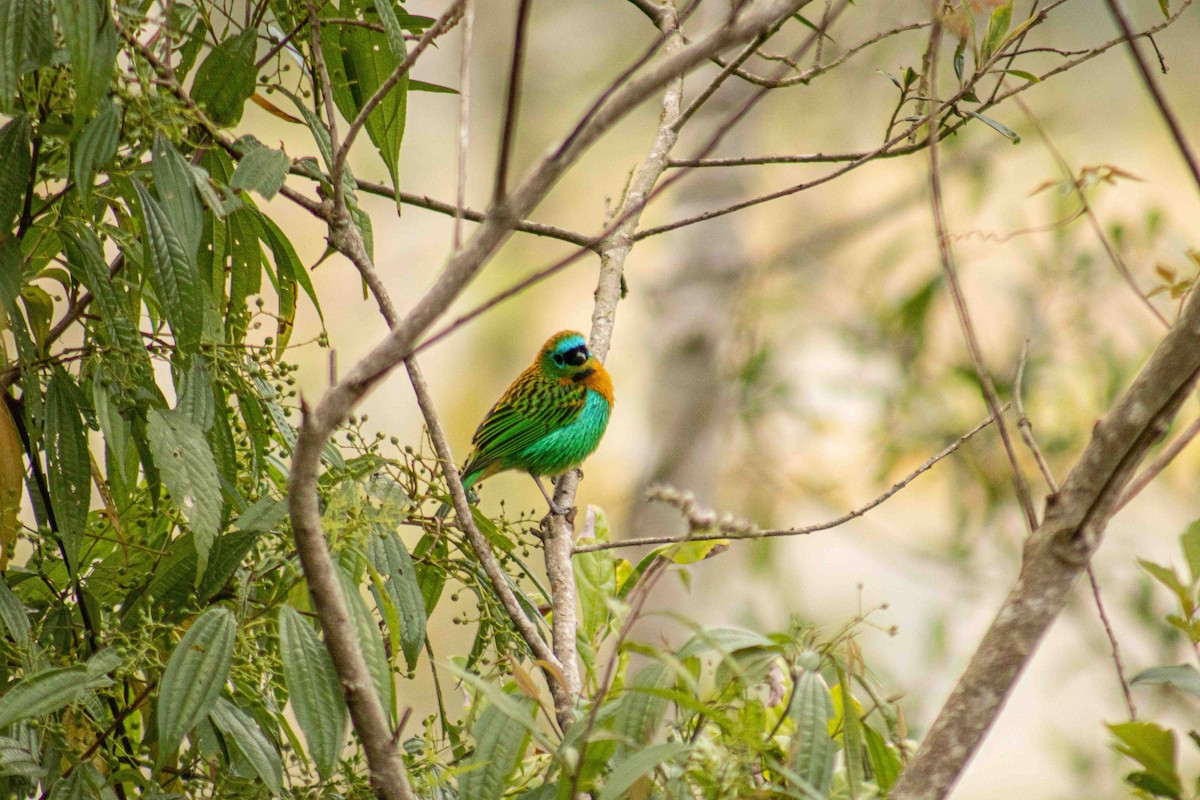 Brassy-breasted Tanager - ML641306794