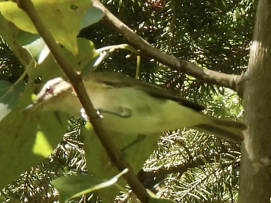 Red-eyed Vireo - ML641306798