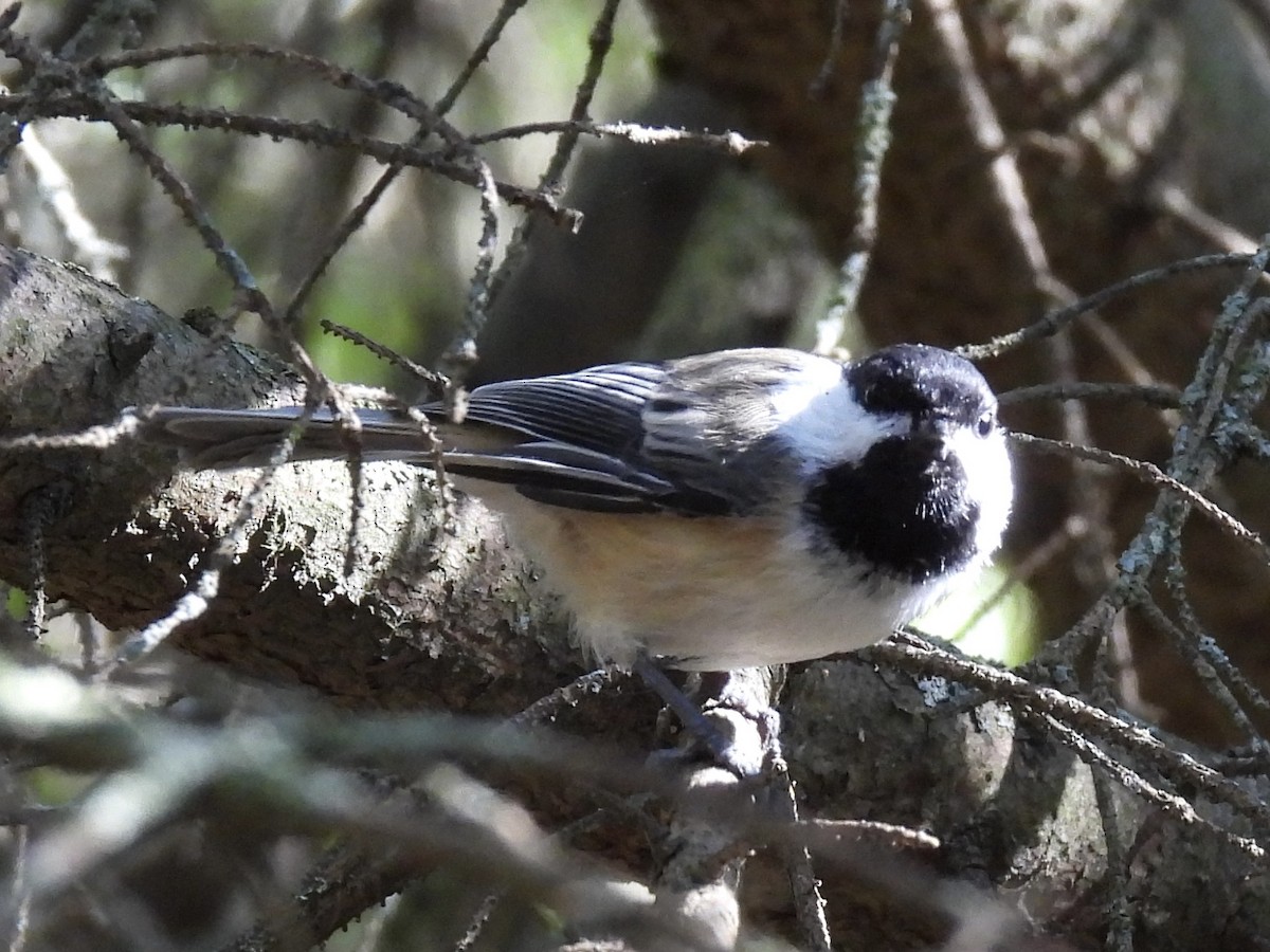 Black-capped Chickadee - ML641306815