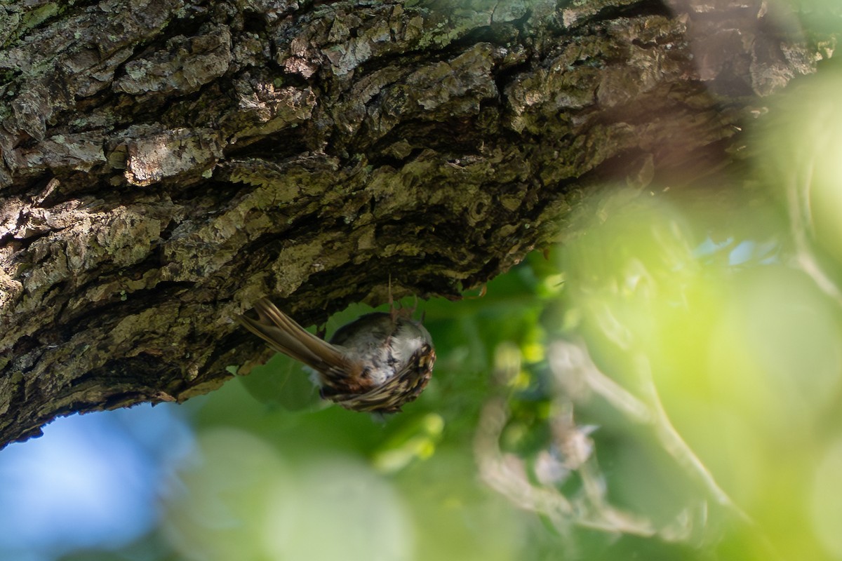 Short-toed Treecreeper - ML641306822