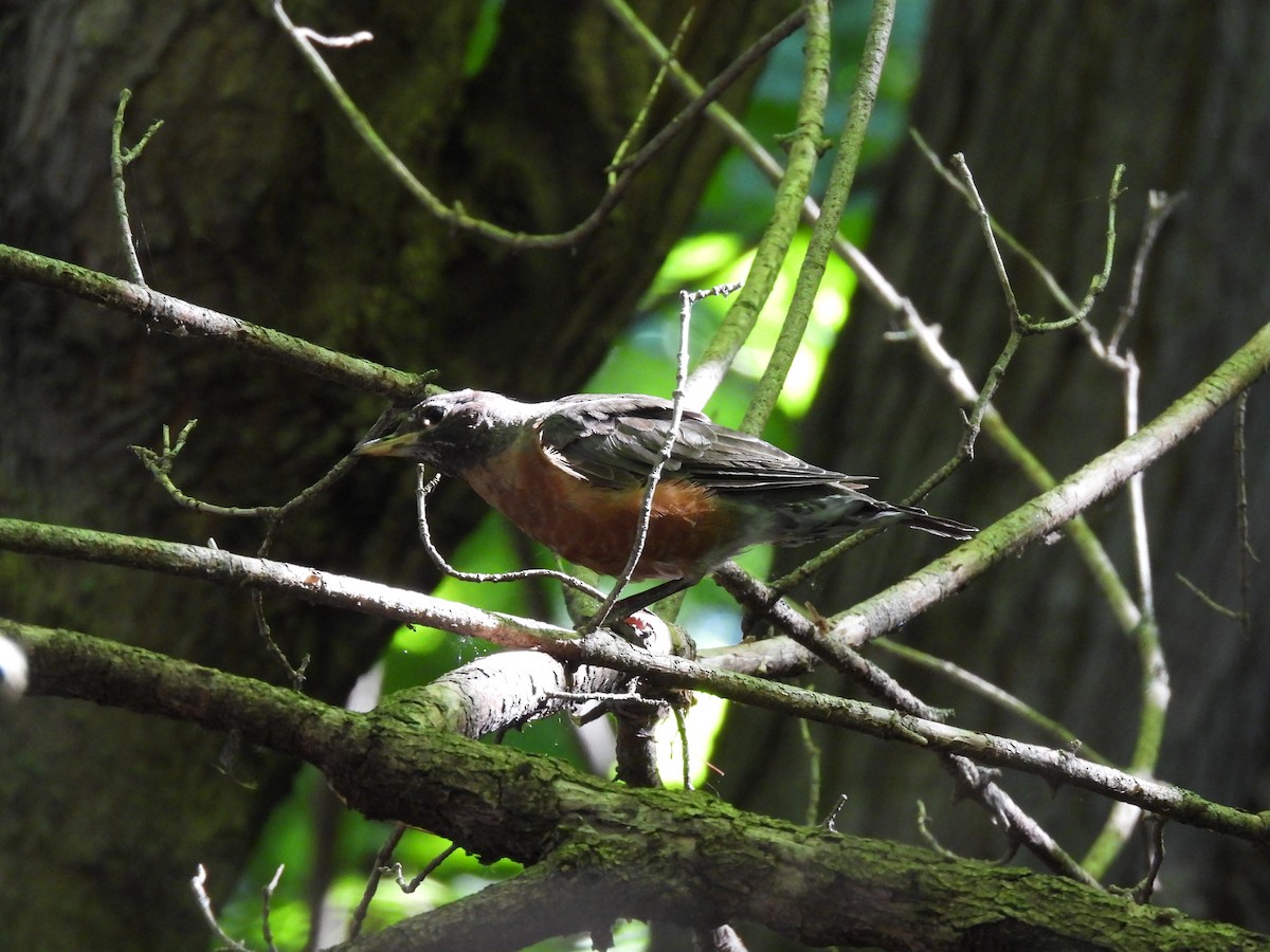 American Robin - ML641306834