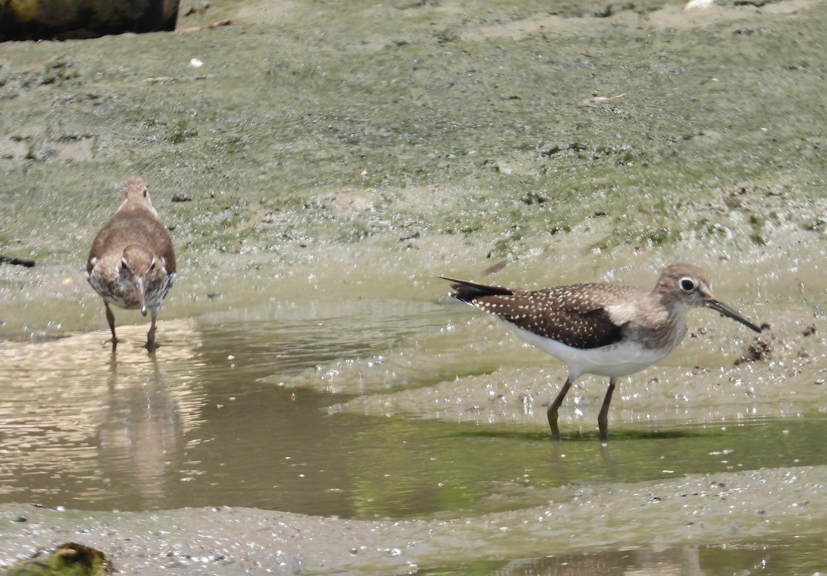Einsiedelwasserläufer - ML641306837