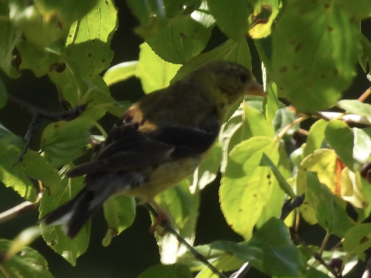 American Goldfinch - ML641306838