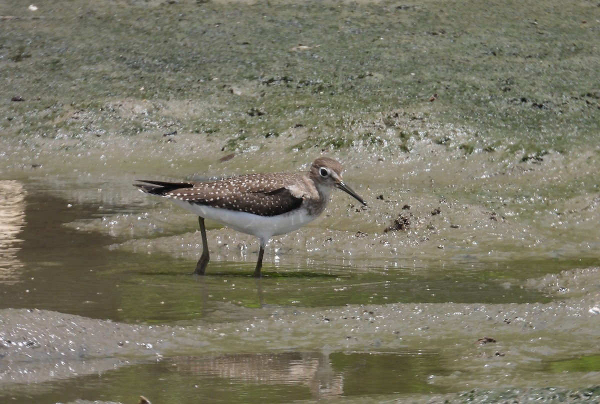 Einsiedelwasserläufer - ML641306839