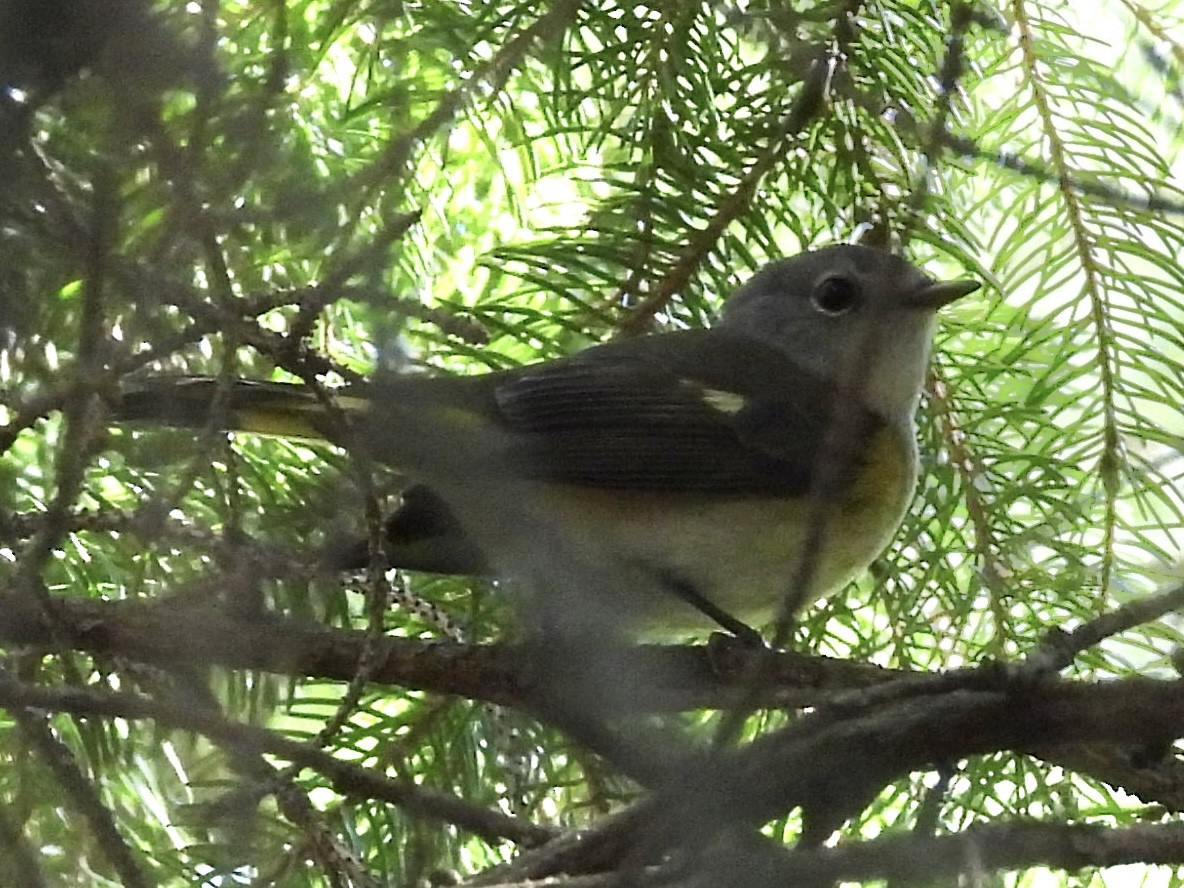 American Redstart - ML641306875