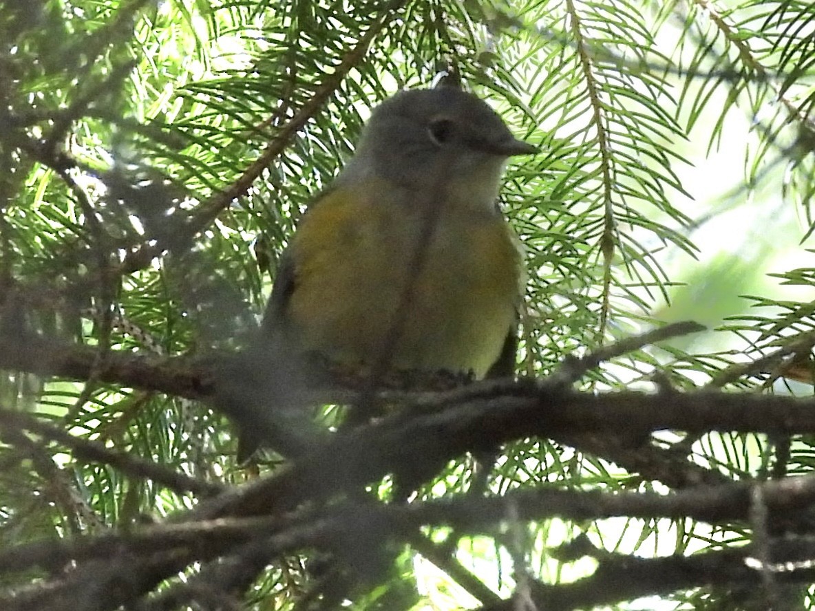 American Redstart - ML641306876