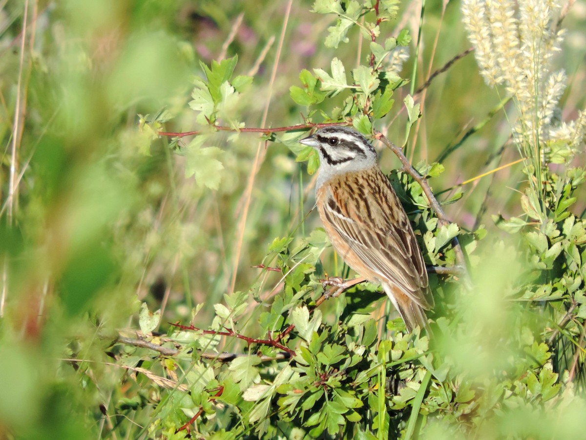 Rock Bunting - ML641306936