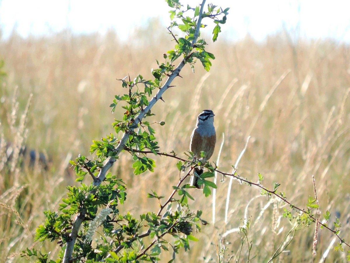 Rock Bunting - ML641306937